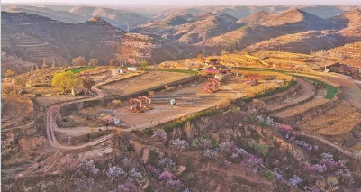 长庆油田 “杏花”塬上“风光”好..